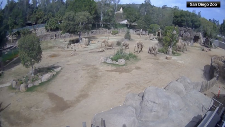 Reactia unor elefanti de la Gradina Zoologica din San Diego, in timpul unui cutremur: isi protejeaza cei mai tineri membri ai turmei Imagine