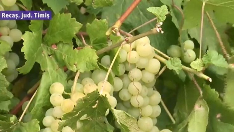Recas: cea mai buna recolta de struguri din toate timpurile Imagine
