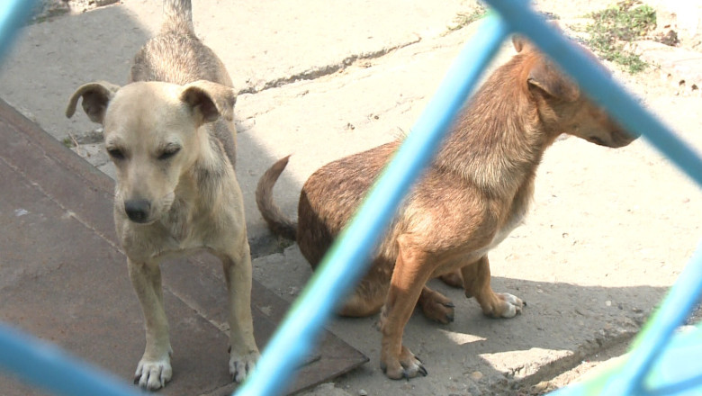 Recensamantul cainilor din curti. Primaria Cernavoda da amenzi celor care refuza sterilizarea lor Imagine