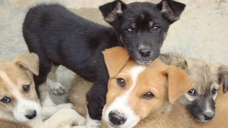 Recensamantul cainilor, etapa a doua. In Oradea va fi inregistrat fiecare patruped care are stapan Imagine