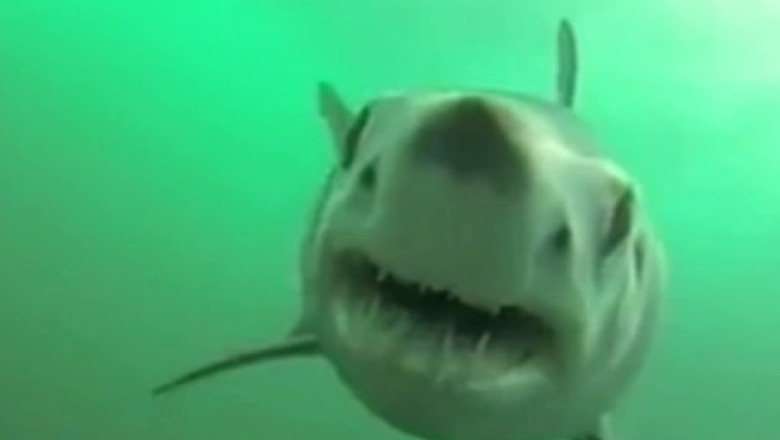 Rechin din specia Mako, filmat in actiune. Pestele rapitor a fost la un pas sa inghita camera de filmat Imagine