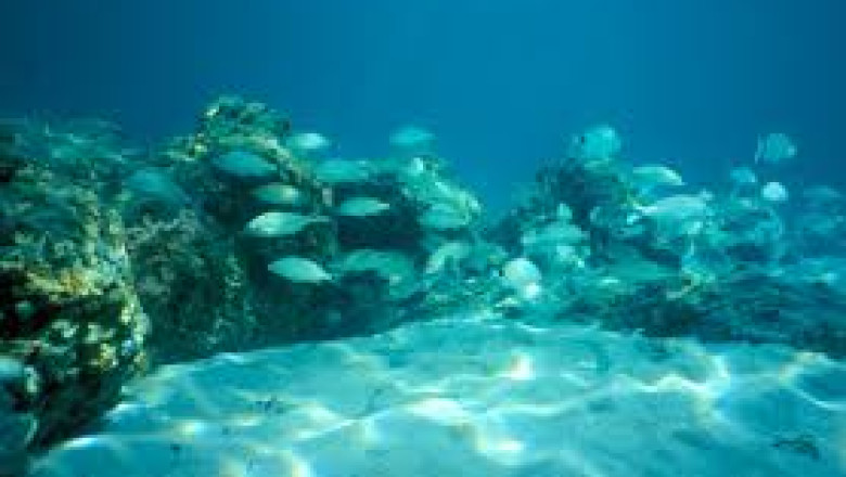 Recife articificale in Marea Neagra. Zonele din apropierea tarmului vor repopulate cu pesti si va scadea poluarea Imagine