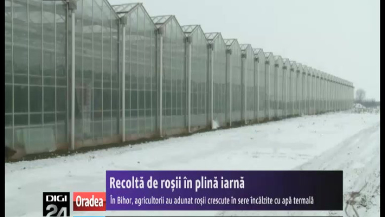 Recolta de rosii in plina iarna. In Bihor, agricultorii au adunat tomatele crescute in sere incalzite cu apa termala Imagine