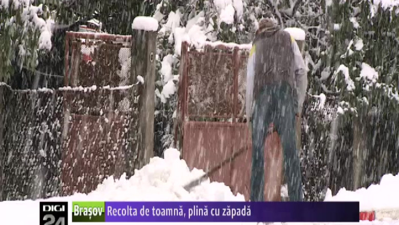 Recolta de toamna, plina cu zapada Imagine