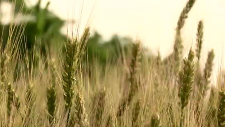 Recolta mai mare de grau Imagine