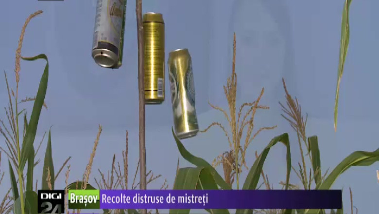 Recolte de cartofi si porumb distruse de mistreti Imagine