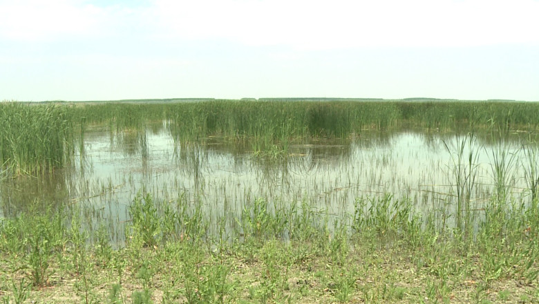 Recolte inundate in Harsova. Sute de hectare de pamant, pasune si paduri inghitite de apa Dunarii Imagine