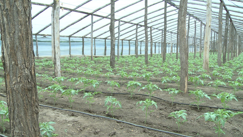 Recolte stricate de dragul profitului. La Matca, fermierii indoapa pamantul cu chimicale Imagine