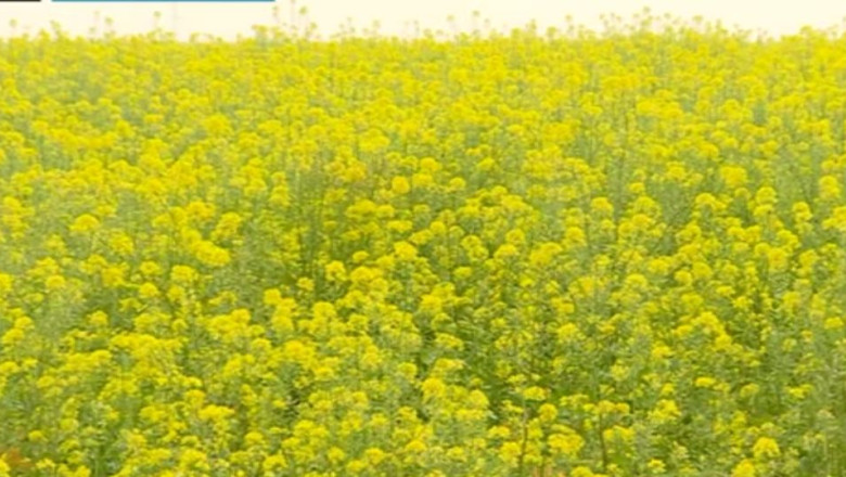 Recoltele incalzirii globale. Romania are culturi de mustar, maslini sau goji Imagine