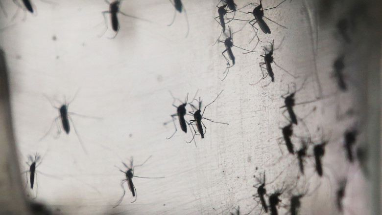 Recompensa pentru prinderea tantarilor: Cum incearca un oras din Filipine sa stopeze raspandirea febrei dengue Imagine