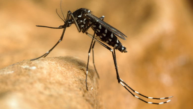 Record de cazuri de febra dengue in Franta de la inceputul anului 2024, chiar inainte de Jocurile Olimpice Imagine