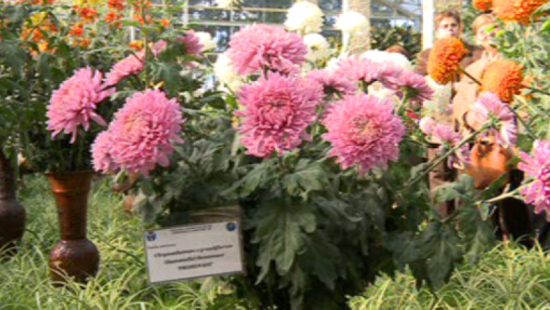 Record de vizitatori la expozitia Flori de Toamna Imagine