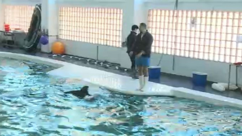 Recunoasterea delfinilor ca persoane non-umane starneste dezbateri aprinse in Senat. Remus Cernea: Nu le dam drept de vot Imagine