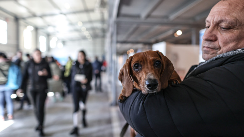 Refugiatii ucraineni nu mai pot intra in Romania cu animale de companie fara dovada vaccinarii Imagine