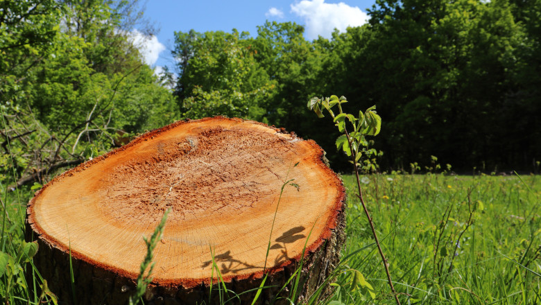 Regenerarea padurilor este in scadere, in special la rasinoase si foioase. Putin peste 25.000 de hectare au fost reimpadurite in 2024 Imagine