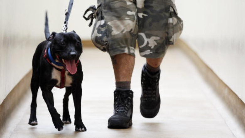 Reguli pentru proprietarii de caini periculosi Imagine