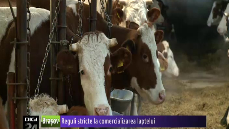 Reguli stricte la comercializarea laptelui Imagine