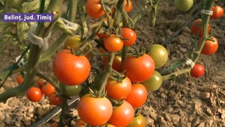 Reintoarcerea la produse romanesti. Producatorii autohtoni au dat piata pe hypermarket Imagine