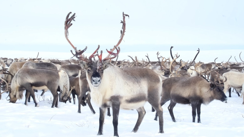 Renii isi schimba culoarea ochilor iarna, ca sa gaseasca hrana pe timp de noapte Imagine
