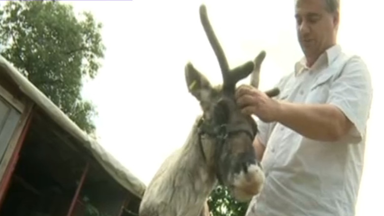 Renul pe ulita. Animalul a fugit din curtea fostului viceprimar al Ploiestiului Imagine