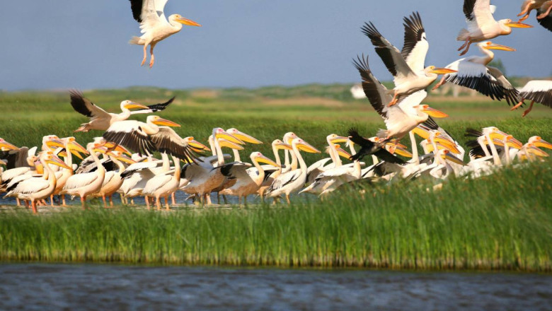 REPORTAJ. Jurnalistii de la Reuters au descoperit frumusetile Deltei Dunarii Imagine