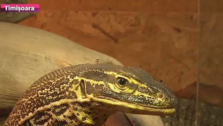 Reptile in expozitie, la Arad. Peste 50 de reptile atrag privirile a sute de curiosi Imagine