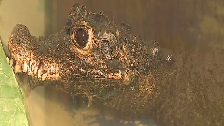 Reptile unice in tara si in Europa, la Delfinariu Imagine