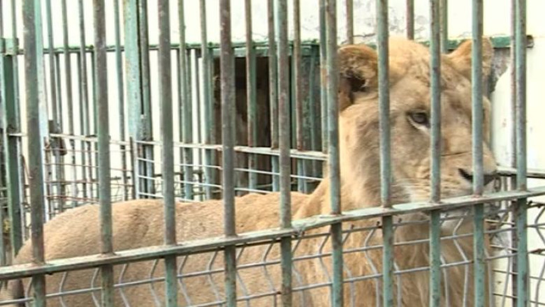 Resouri pentru animalele de la Gradina Zoologica din Brasov Imagine
