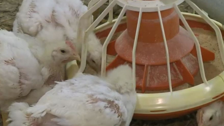 Resturi de carne de pui, aruncate pe un camp de la marginea Timisoarei Imagine