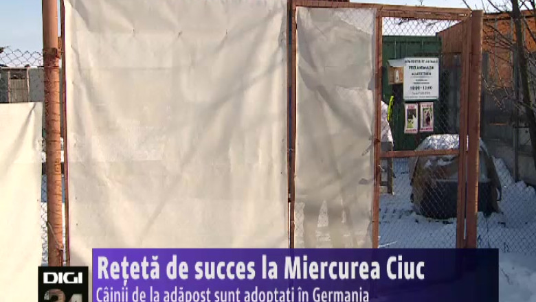 Reteta de succes la Miercurea Ciuc. Cainii de la adapost sunt adoptati in Germania Imagine