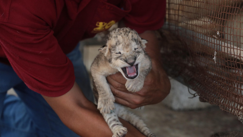 Reuters: Foamea loveste animalele si oamenii deopotriva la gradina zoologica din Gaza Imagine