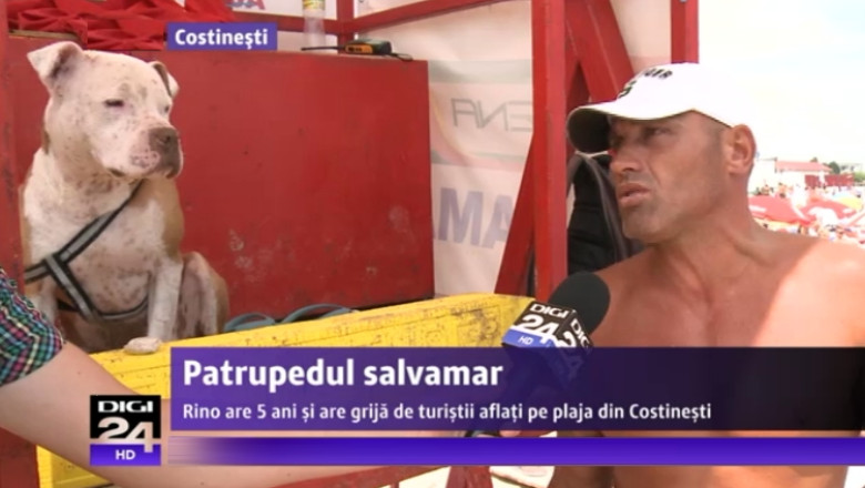 Rino, cainele-salvamar care are grija de turistii din Costinesti Imagine
