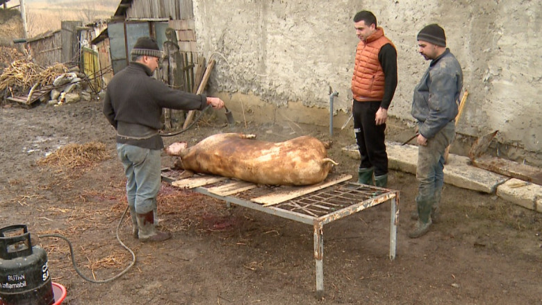 Ritualul taierii porcului. Potrivit traditiei, porcii pentru Craciun se sacrifica de Ignat Imagine