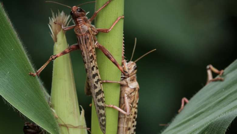 Roiuri de lacuste au invadat sudul Ucrainei. Autoritatile de la Kiev dau vina pe Rusia Imagine