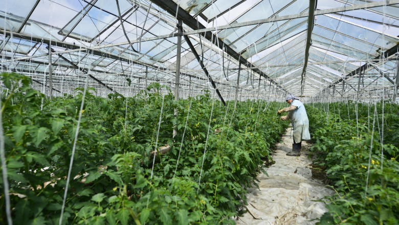 Romani din strainatate se intorc in tara pentru a investi in agricultura Imagine