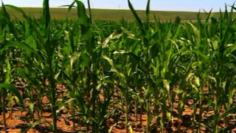Romania, a doua tara din UE la productia de porumb Imagine
