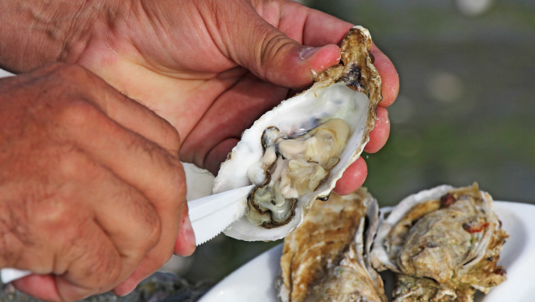 Romania are prima ferma de stridii din Marea Neagra. Cum arata productia dupa un an de experimente Imagine