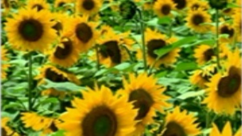 Romania, cel mai mare exportator de seminte de floarea soarelui din lume Imagine