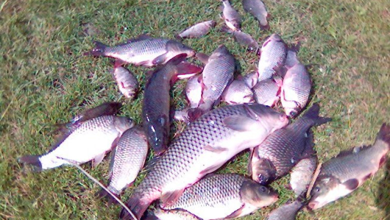 Romania, codasa la productia de peste. tara noastra ocupa locul 21 in U.E. cu o productie de 0,27% Imagine