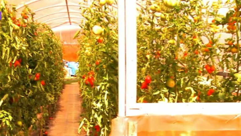 ROMANIA DIN FARFURIE. Ferma bio, o afacere profitabila si sanatoasa Imagine