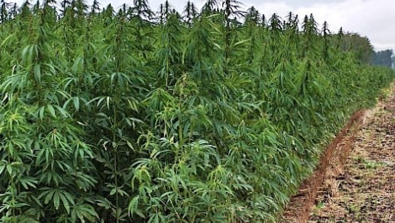 Romania era al patrulea exportator mondial de canepa inainte de 1989. Astazi, planta se mai cultiva pe doar 23 de hectare Imagine