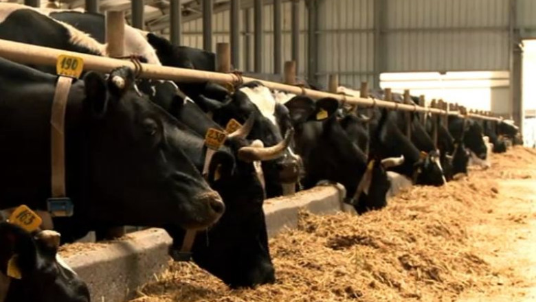 Romania exporta bovine in China. Primele 25.000 de exemplare vor fi trimise in acest an Imagine