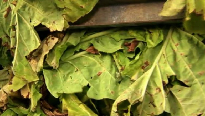 ROMANIA FURATA. Industria romaneasca de tutun se indreapta spre faliment Imagine