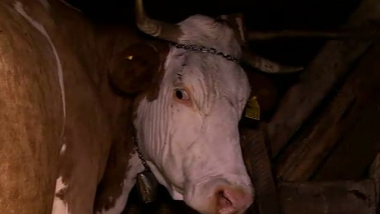 ROMANIA FURATA. Sistemul de identificare a animalelor, un esec Imagine