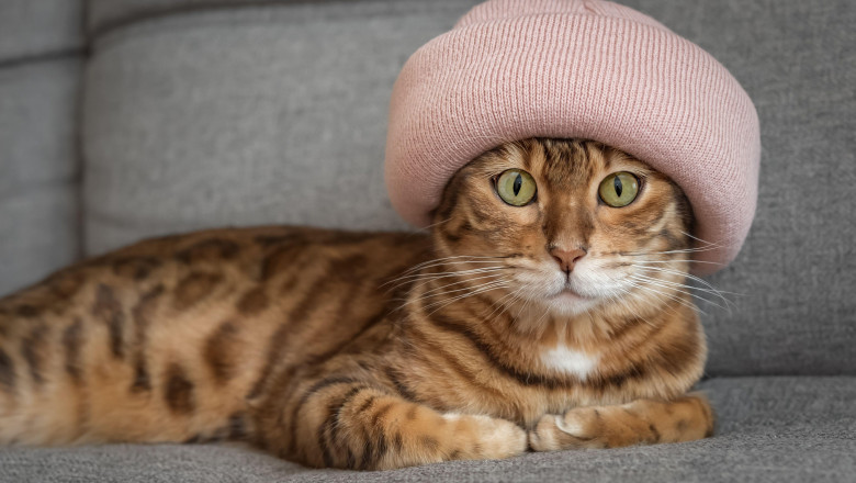 Romania, pe primul loc in UE la detinerea de pisici: 48% dintre gospodarii au cel putin una. Ce tari prefera cainii Imagine