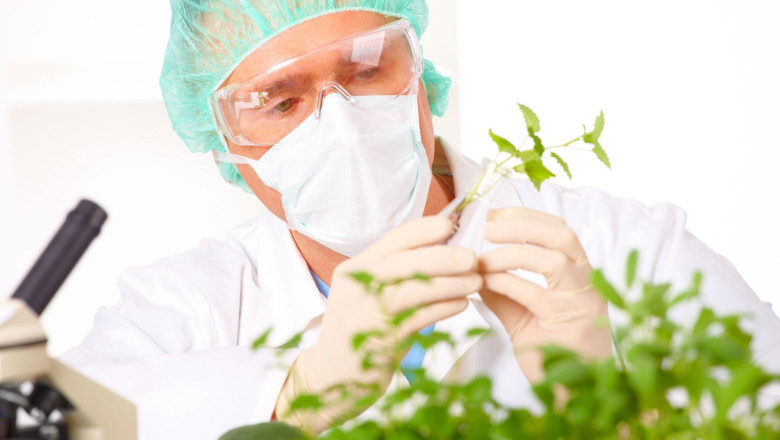 Romania se opune noilor reguli UE pentru culturi modificate genetic. PNL il acuza pe ministrul PSD ca are „interese marunte” Imagine