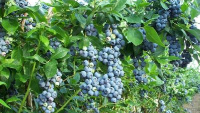 Romania, suspectata ca a exportat afine contaminate cu virusul hepatitei A. Autoritatile romane exclud posibilitatea Imagine