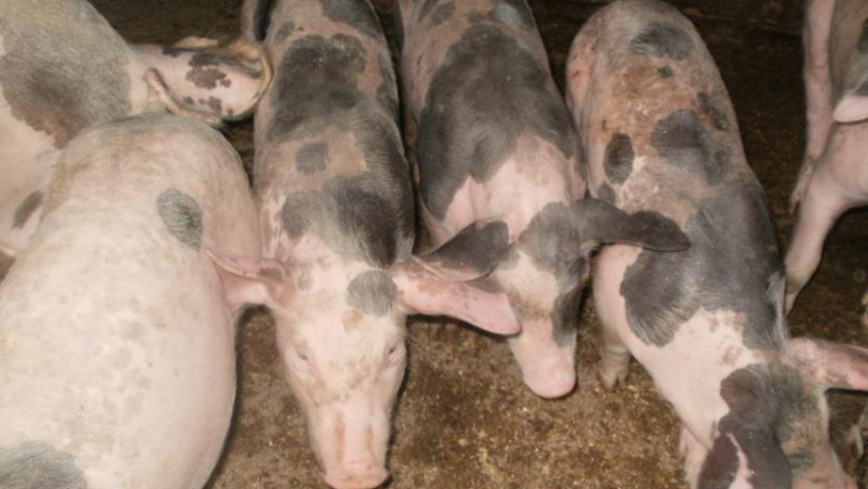 Romanii nu se mai inghesuie sa cumpere porci pentru Craciun. Kilogramul de carne in viu costa 10 lei Imagine