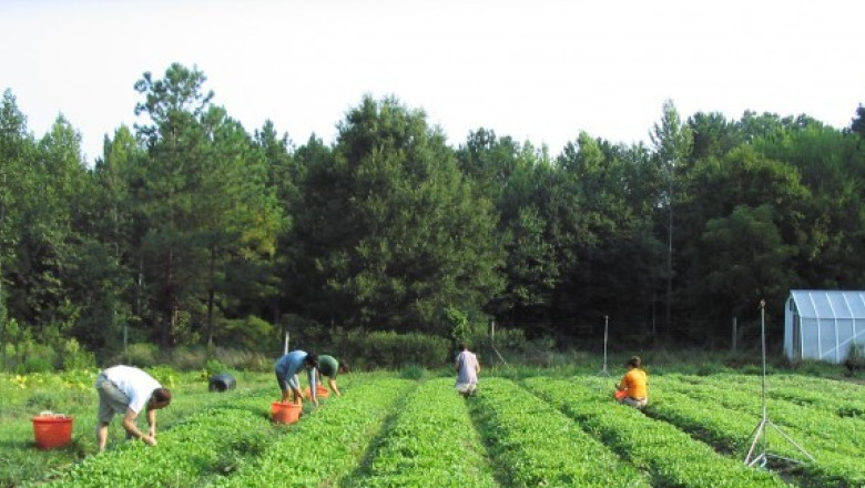 Romanii sunt tot mai interesati de produsele bio, dar consumul nu depaseste un procent din vanzari Imagine