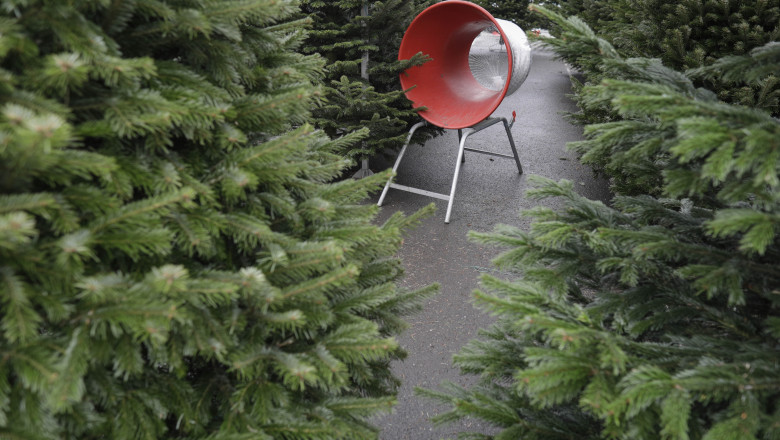 Romsilva scoate la vanzare peste 20 de mii de pomi de Craciun. Ce preturi vor avea brazii si molizii Imagine